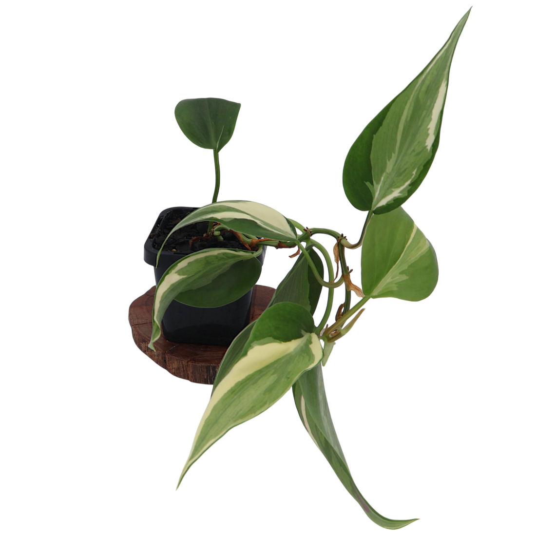Philodendron Hederaceum Rio 70mm