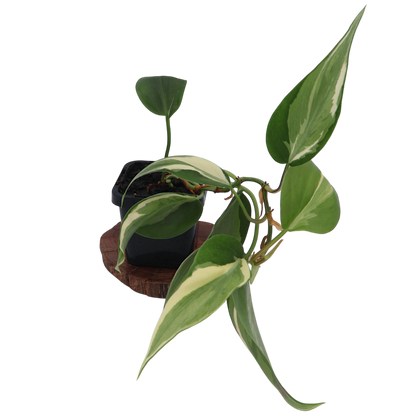 Philodendron Hederaceum Rio 70mm
