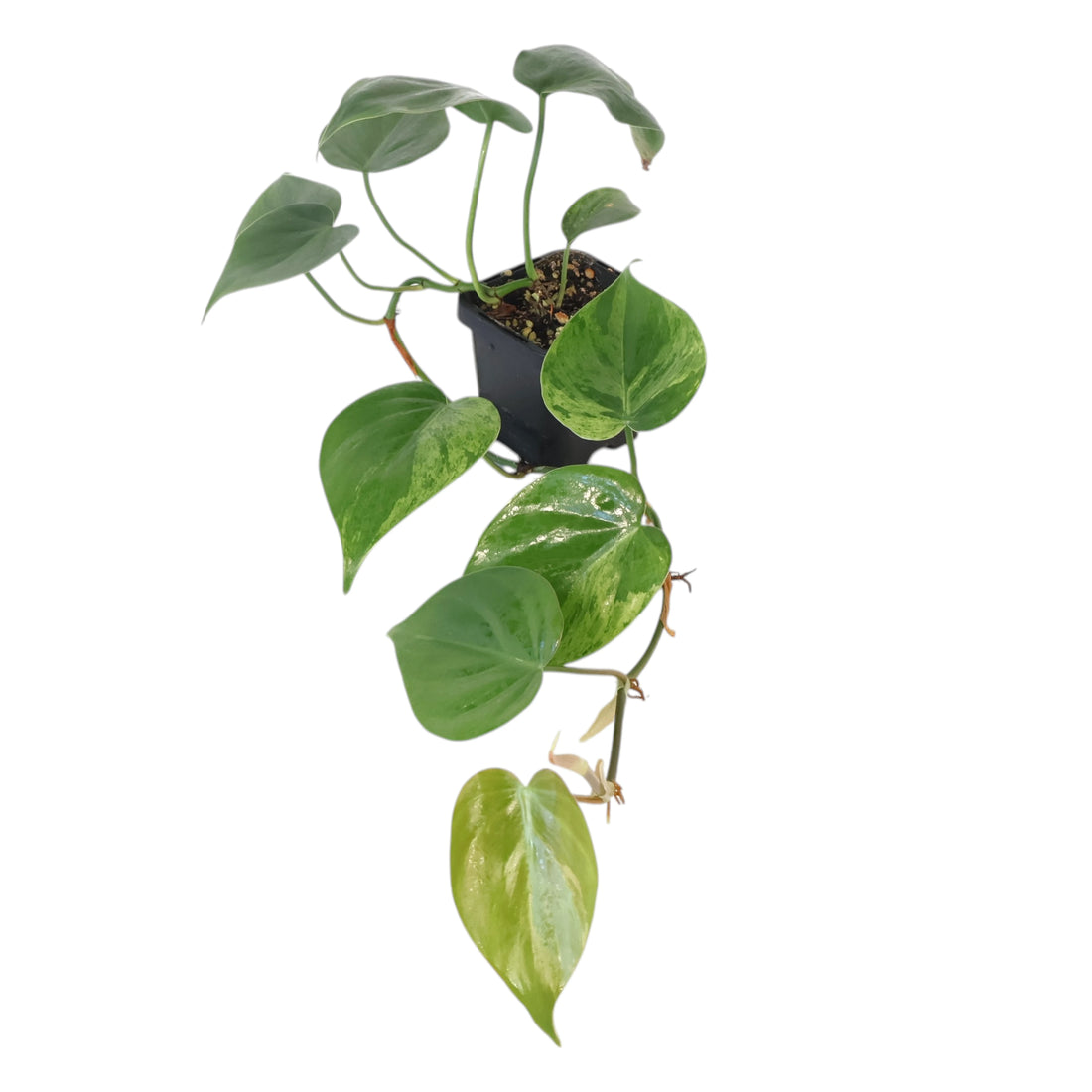 Philodendron Hederaceum Variegata 70mm