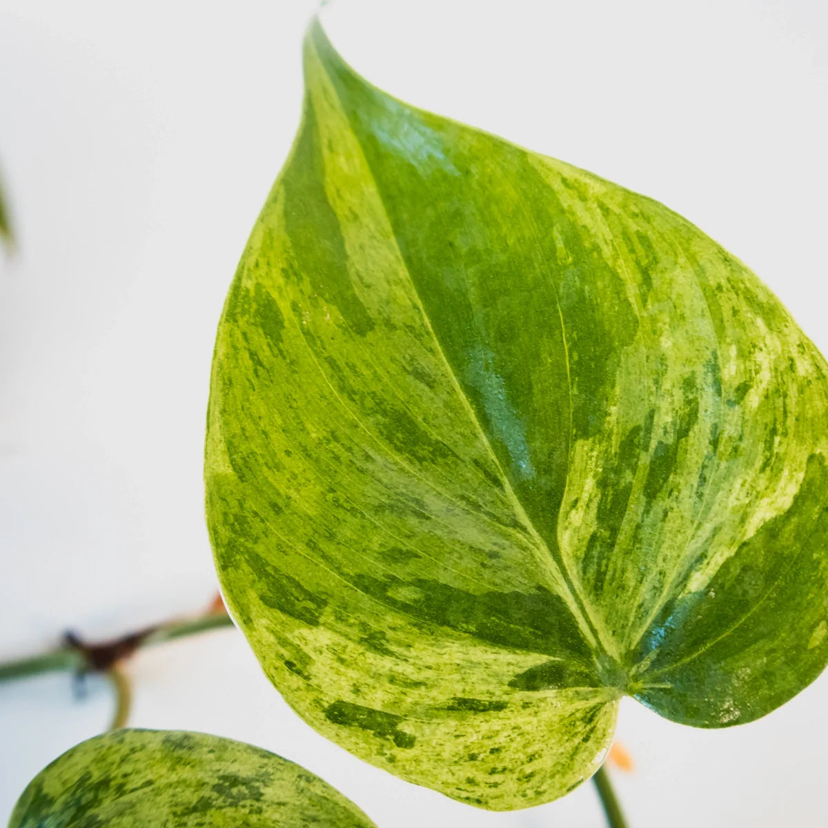 Philodendron Hederaceum Variegata 70mm