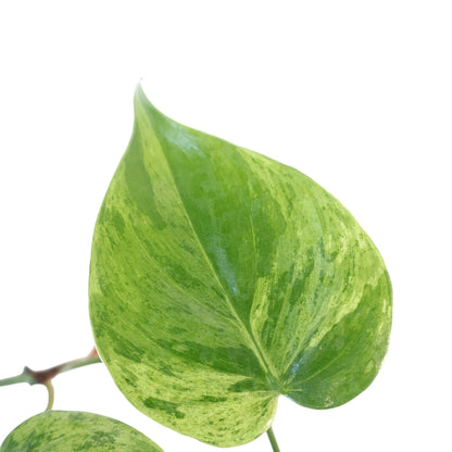 Philodendron Hederaceum Variegata 70mm