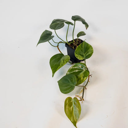 Philodendron Hederaceum Variegata 70mm