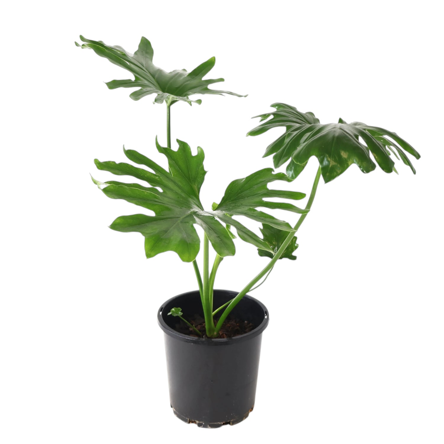 Philodendron Hope 200mm