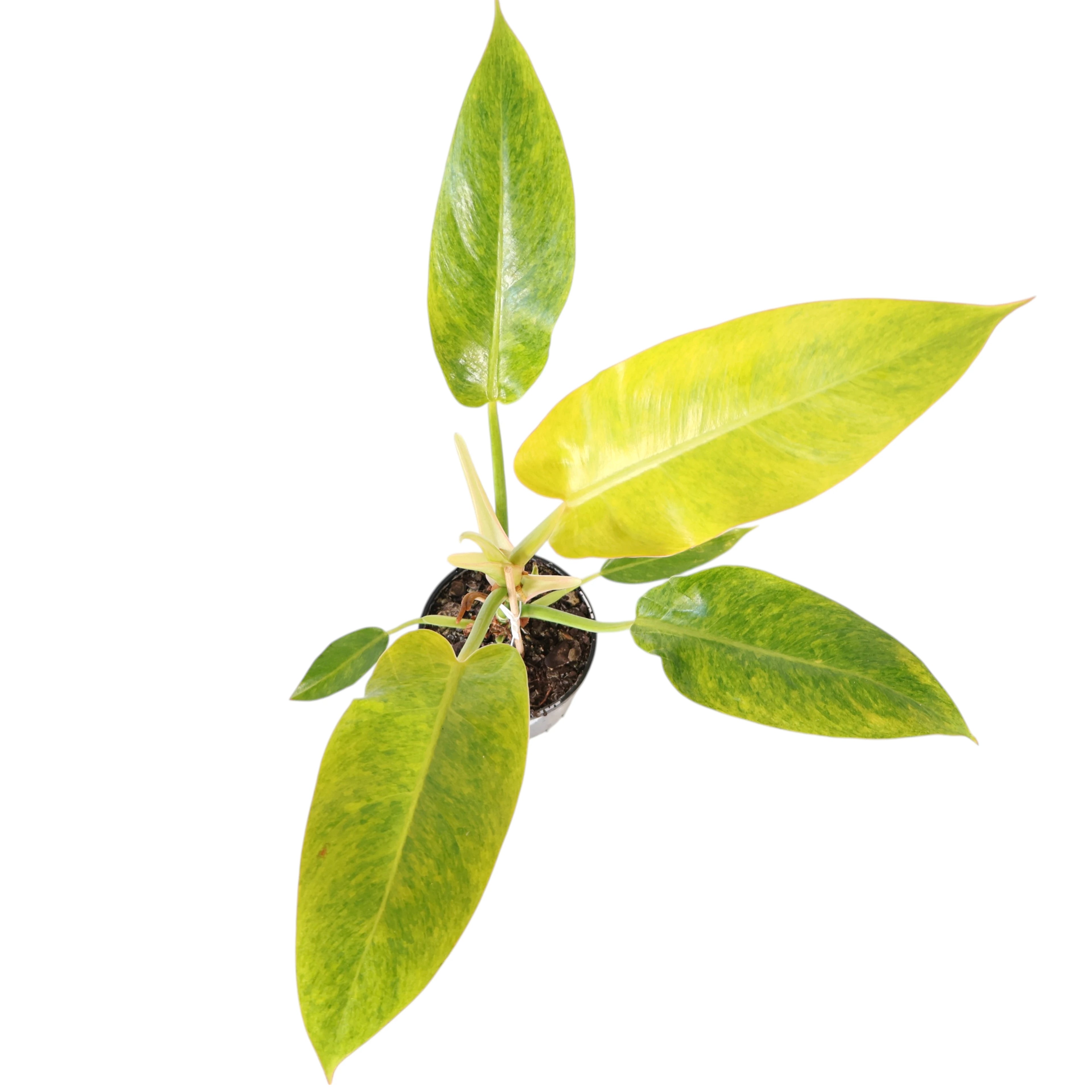 Philodendron Lemon Twist 125mm