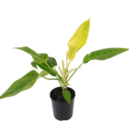 Philodendron Lemon Twist 125mm