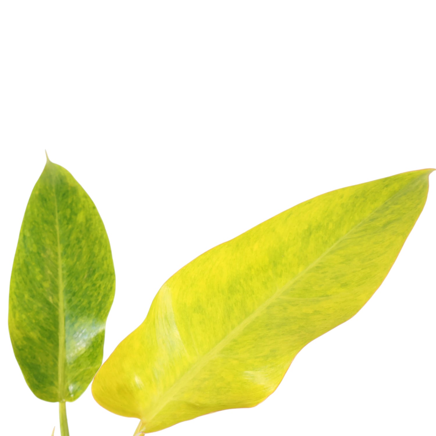Philodendron Lemon Twist 125mm