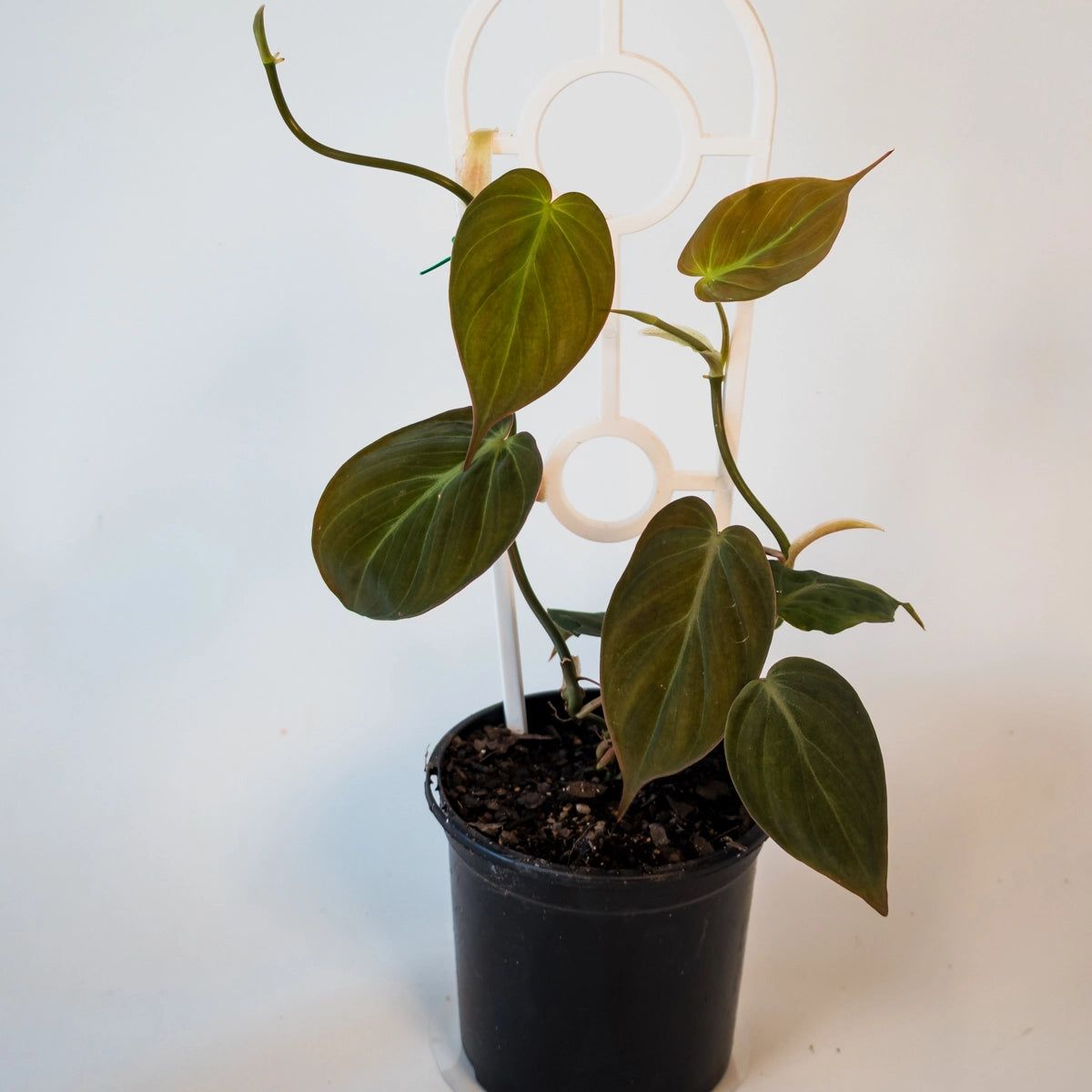 Philodendron Micans Velvet Ladder 100mm