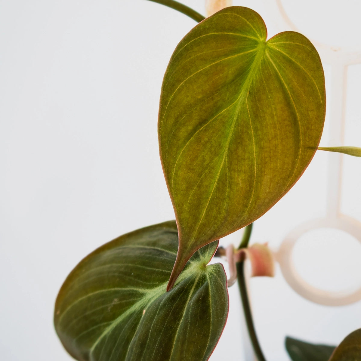 Philodendron Micans Velvet Ladder 100mm
