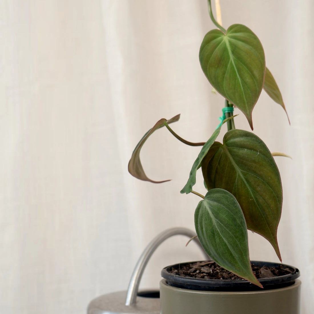 Philodendron Micans Velvet Ladder 100mm