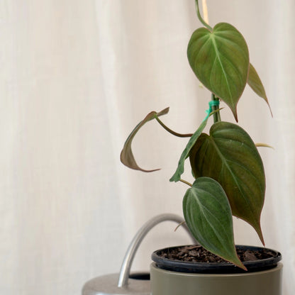 Philodendron Micans Velvet Ladder 100mm