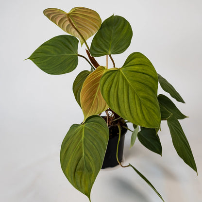 Philodendron Nangaritense Fuzzy Petiole 120mm