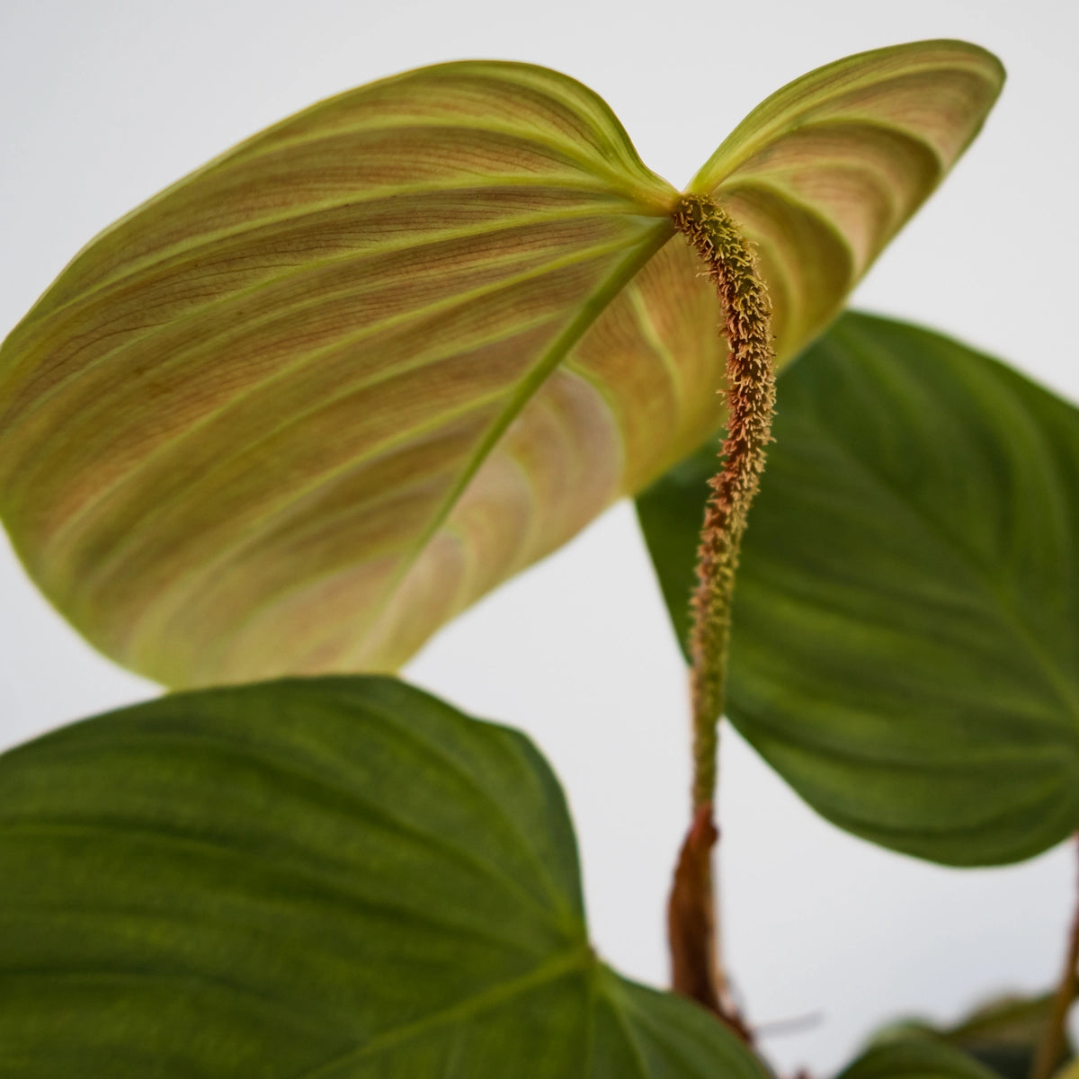 Philodendron Nangaritense Fuzzy Petiole 120mm