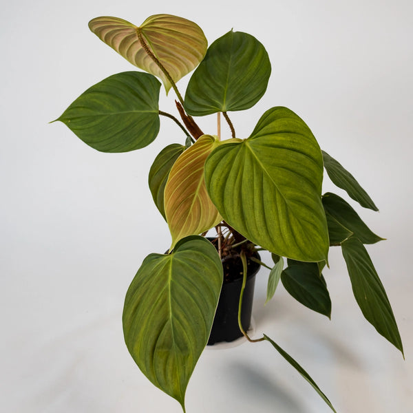 Philodendron Nangaritense 'Fuzzy Petiole' 120mm – The Jungle Collective
