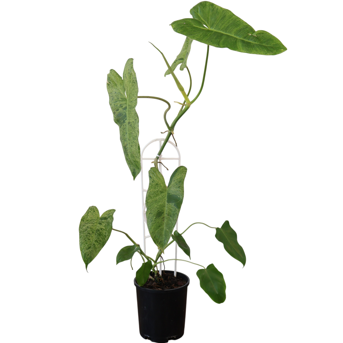 Philodendron Paraiso Verde 125mm