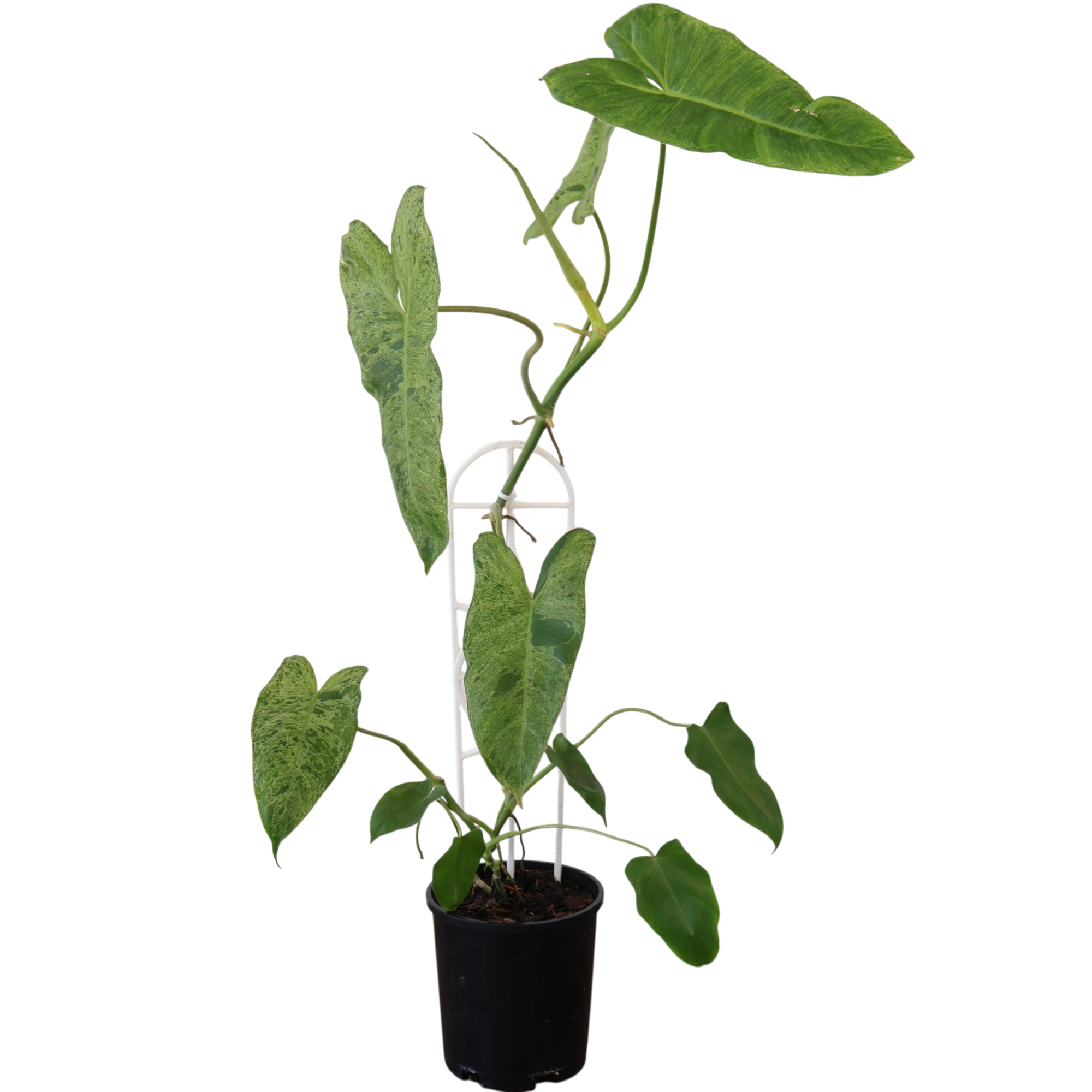 Philodendron Paraiso Verde 140mm