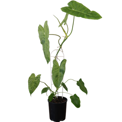 Philodendron Paraiso Verde 140mm