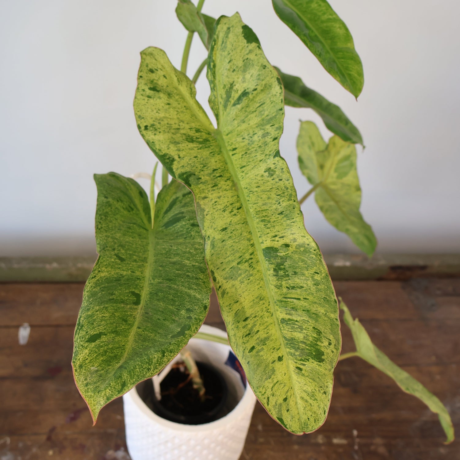 Philodendron Paraiso Verde 140mm