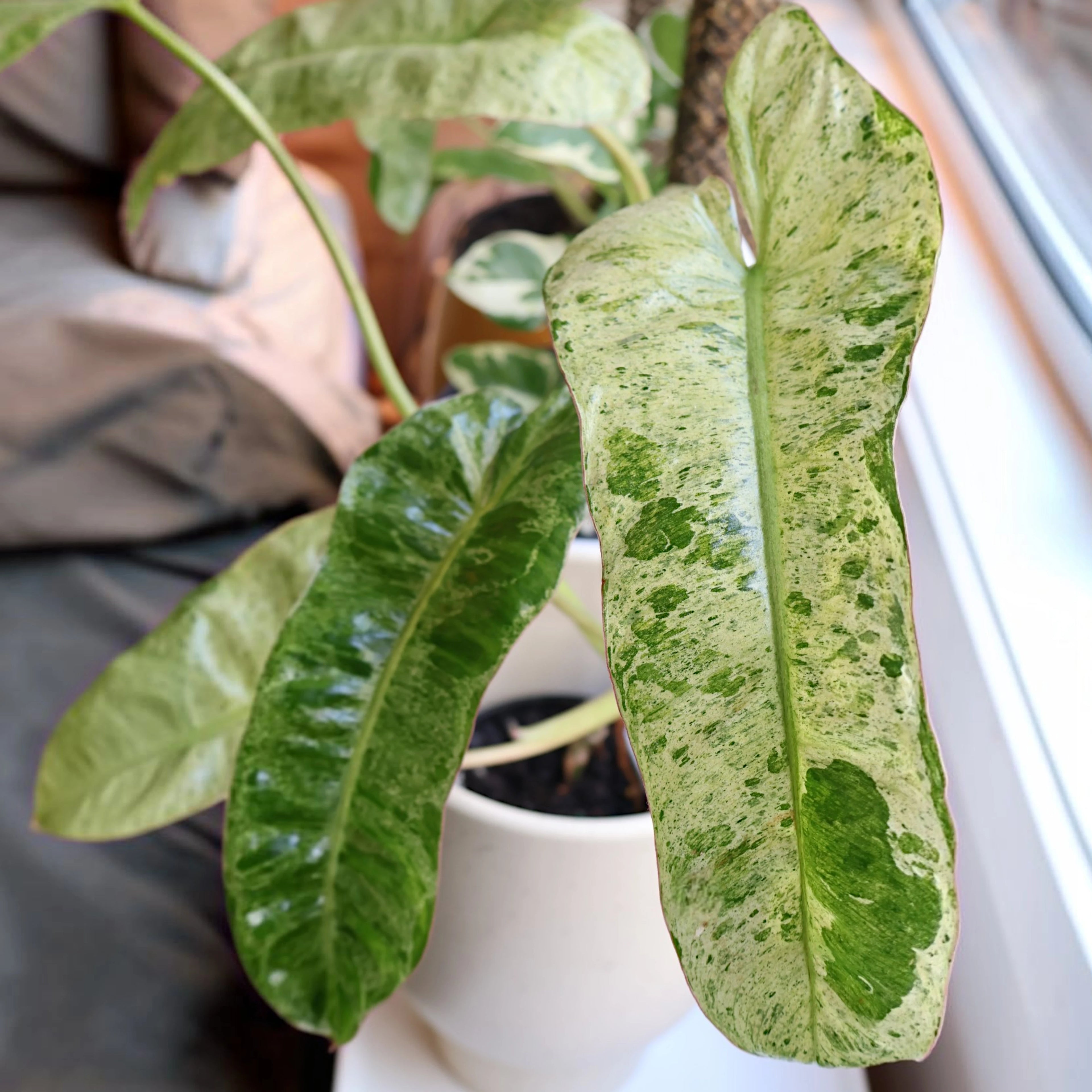 Philodendron Paraiso Verde 140mm