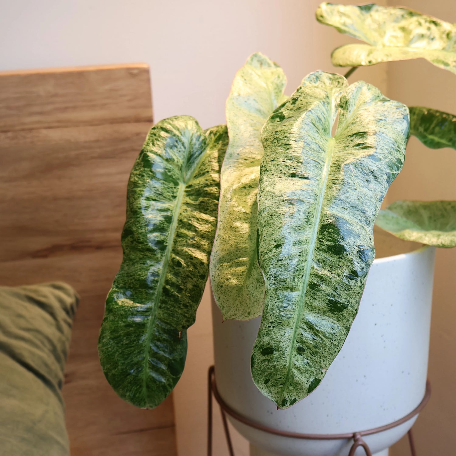 Philodendron Paraiso Verde 140mm