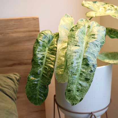 Philodendron Paraiso Verde 140mm