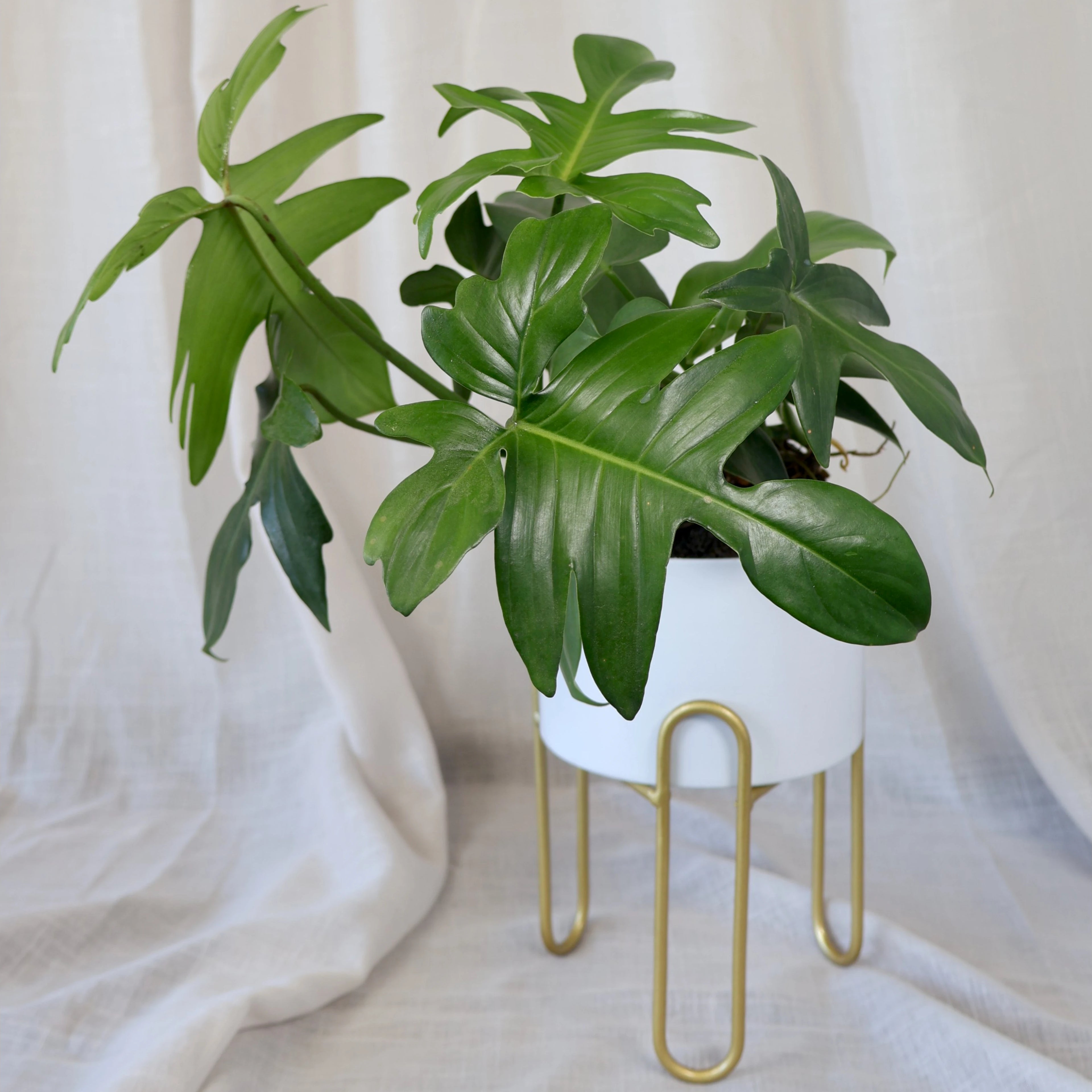 Philodendron Pedatum 120mm