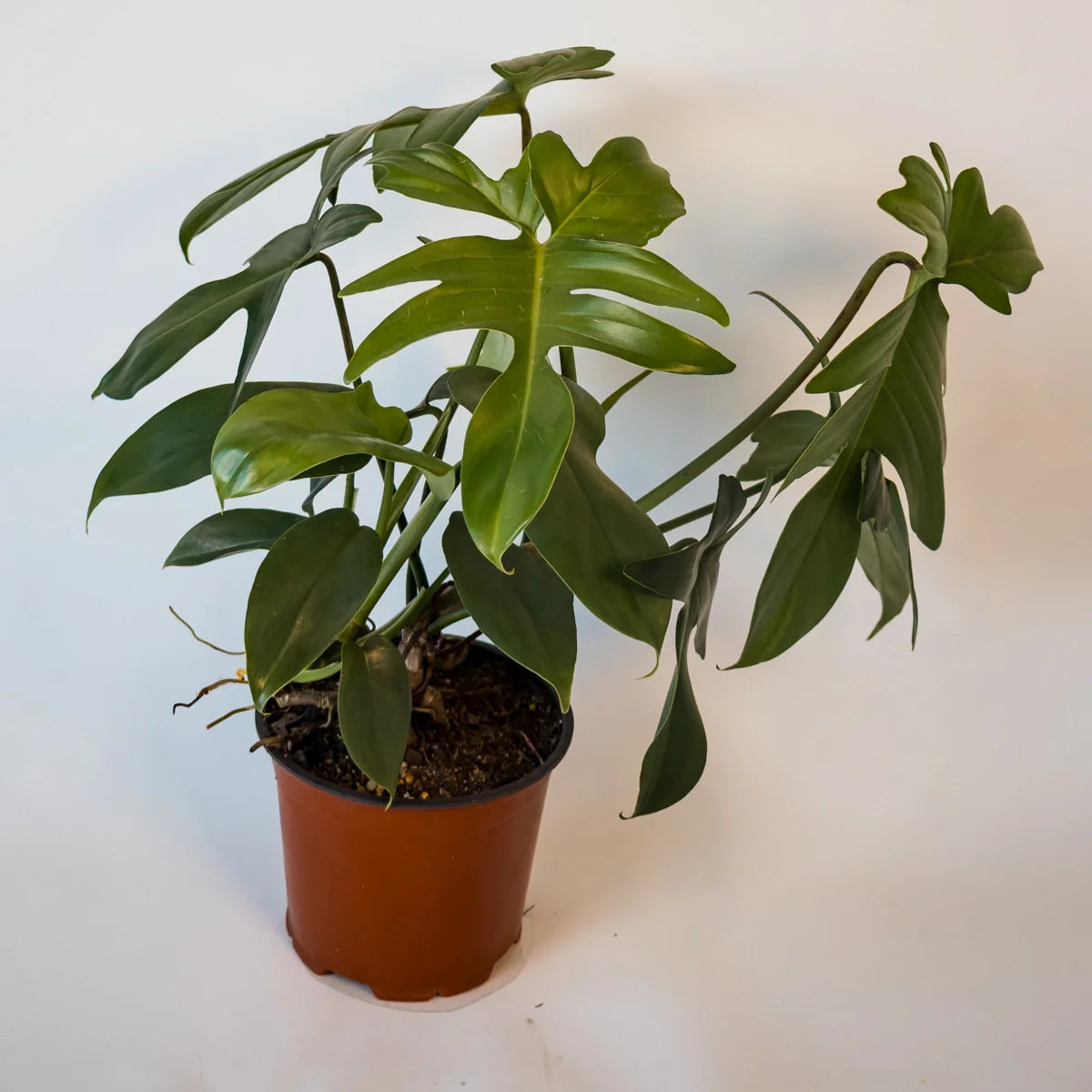 Philodendron Pedatum 130mm