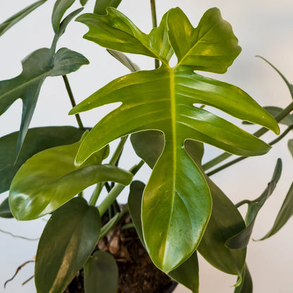 Philodendron Pedatum 130mm
