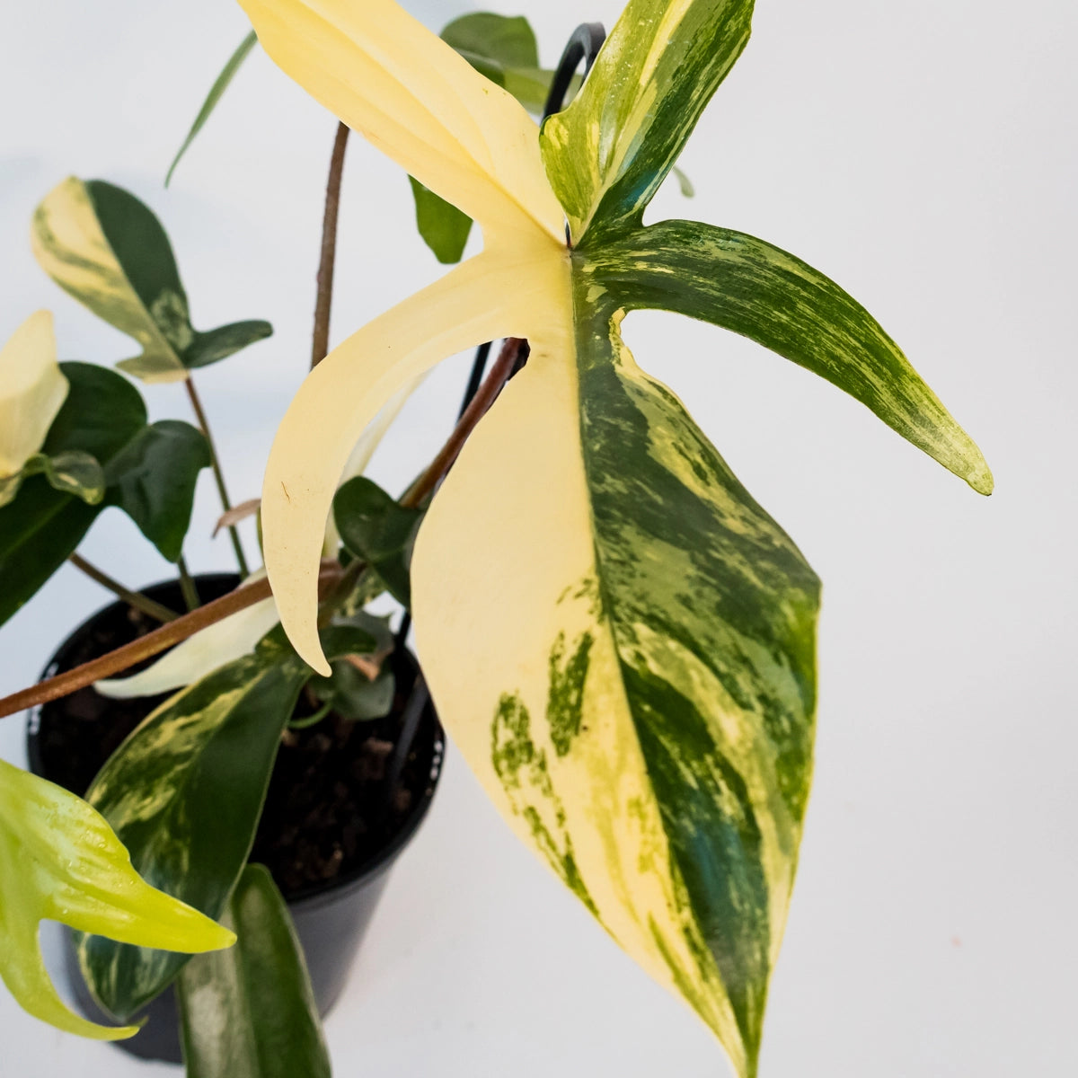 Philodendron pedatum Florida Beauty Variegata 125mm