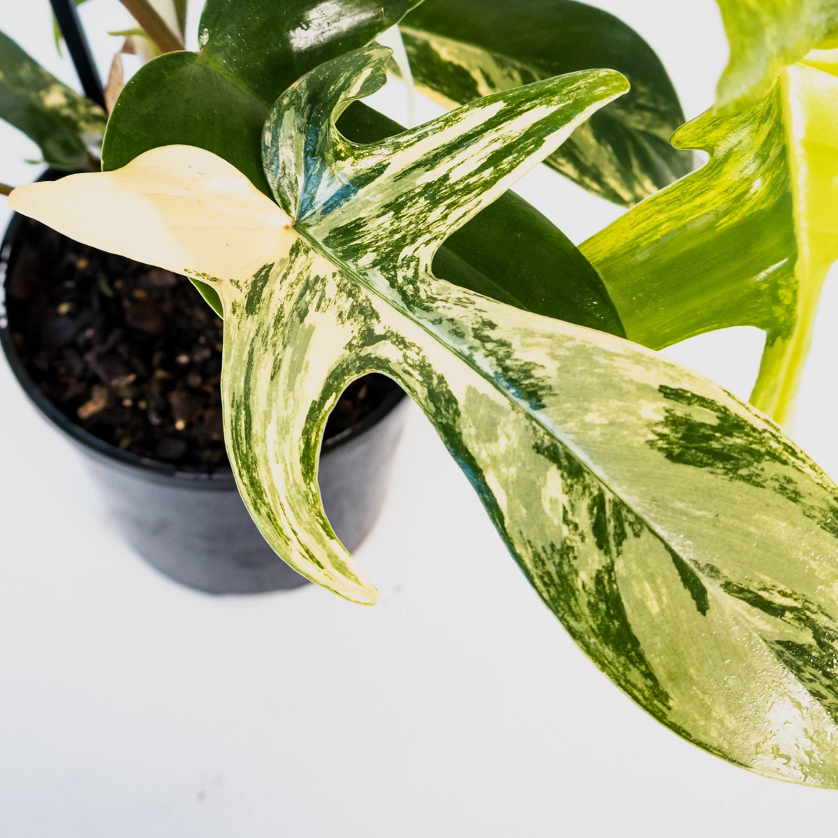 Philodendron pedatum Florida Beauty Variegata 125mm
