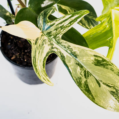 Philodendron pedatum Florida Beauty Variegata 125mm