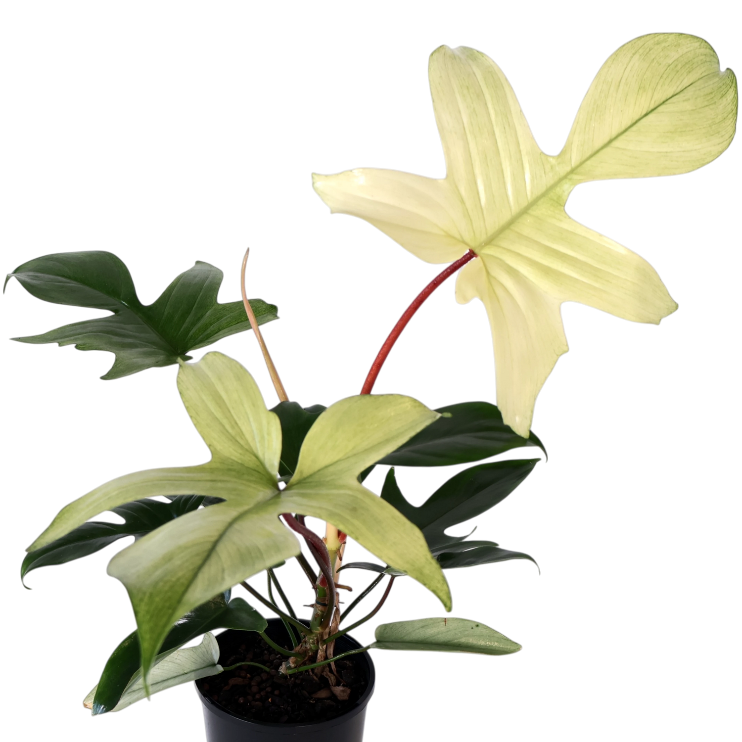 Philodendron Florida Ghost 125mm