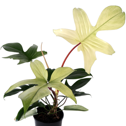 Philodendron Florida Ghost 125mm