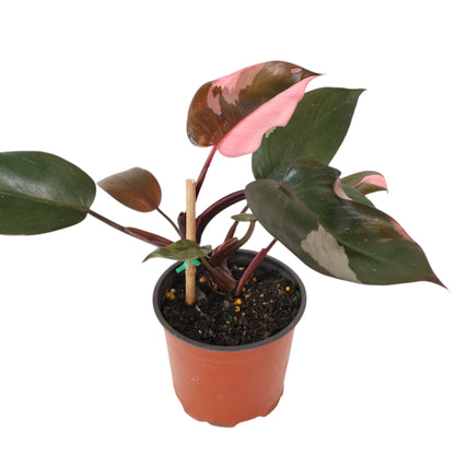 Philodendron Pink Princess 120mm