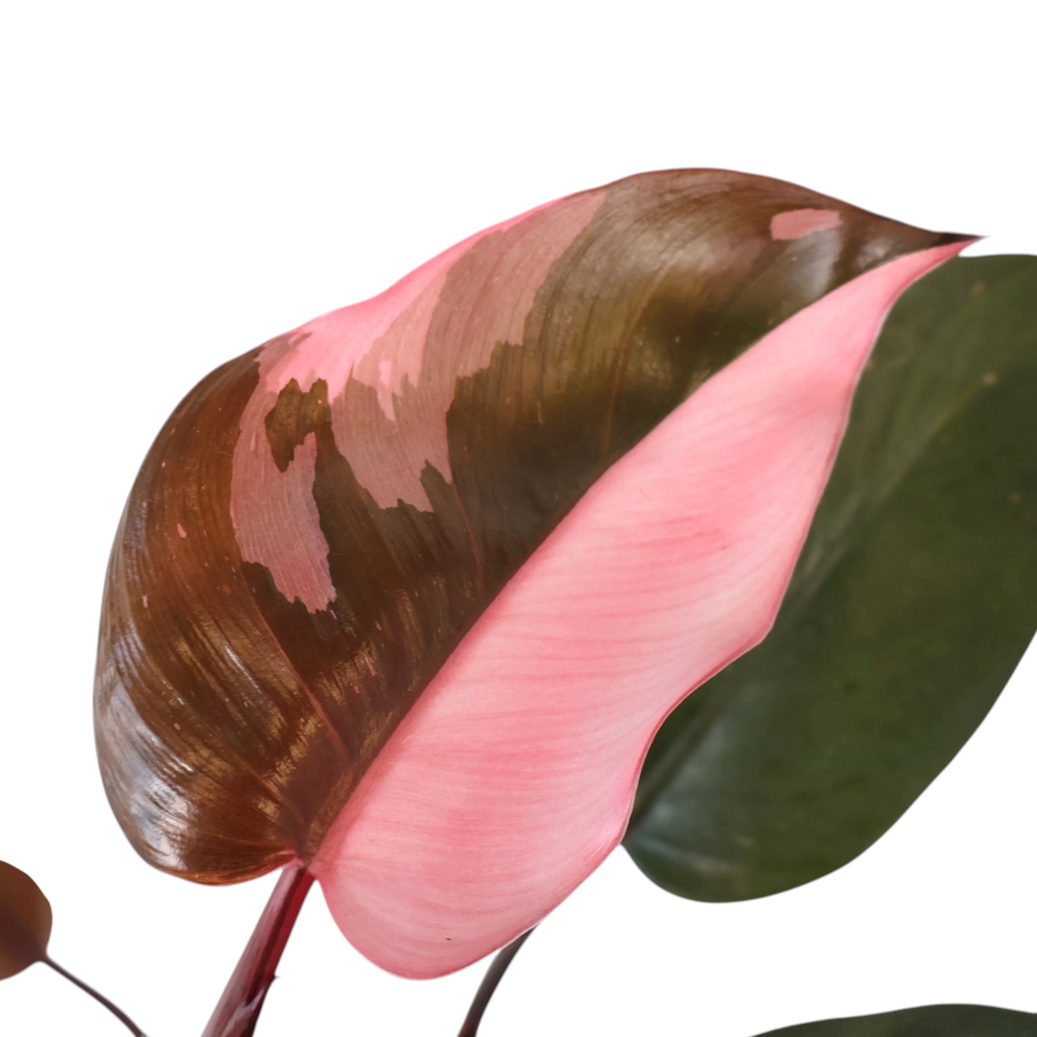 Philodendron Pink Princess 120mm