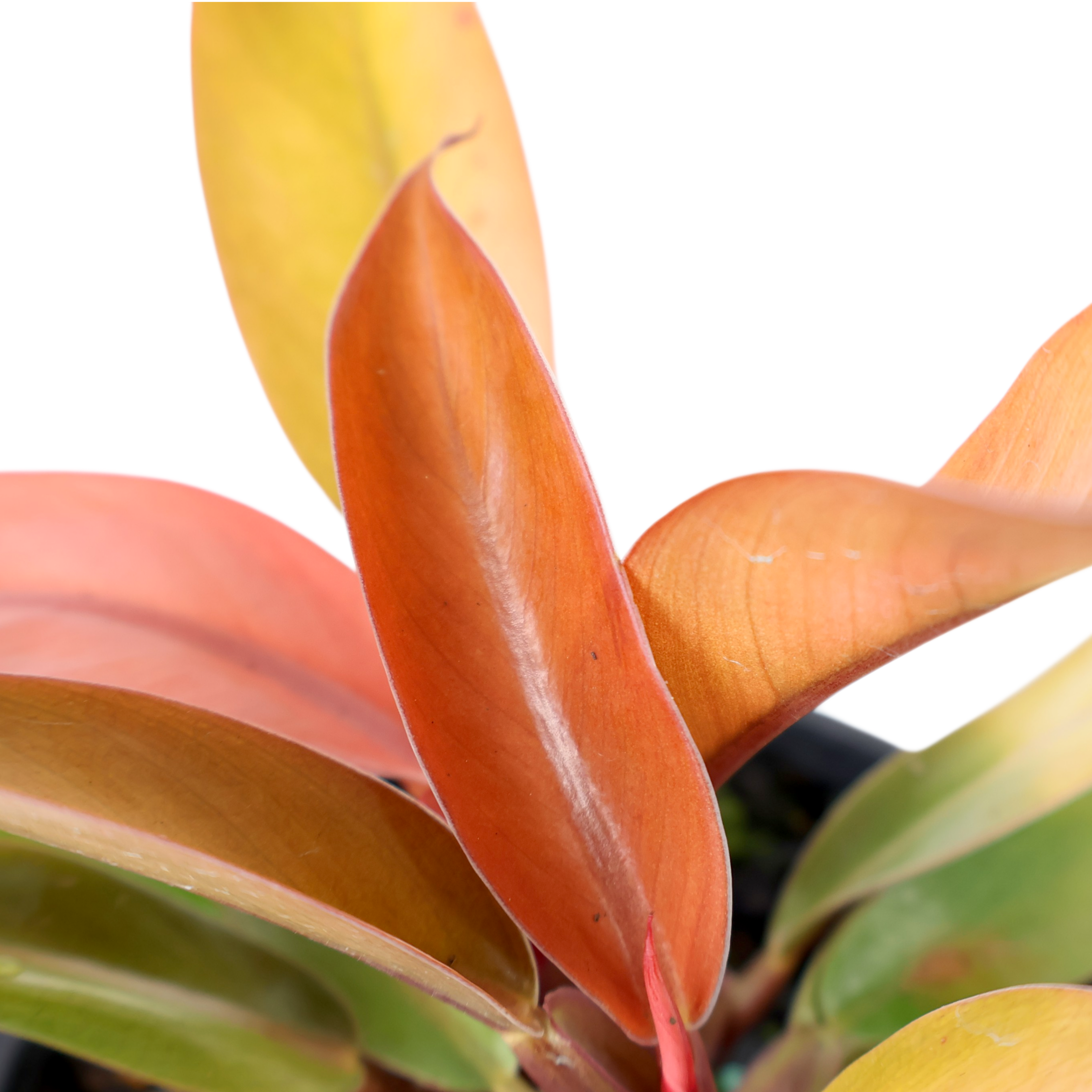 Philodendron Prince Of Orange 120mm
