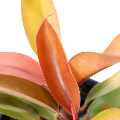 Philodendron Prince Of Orange 120mm