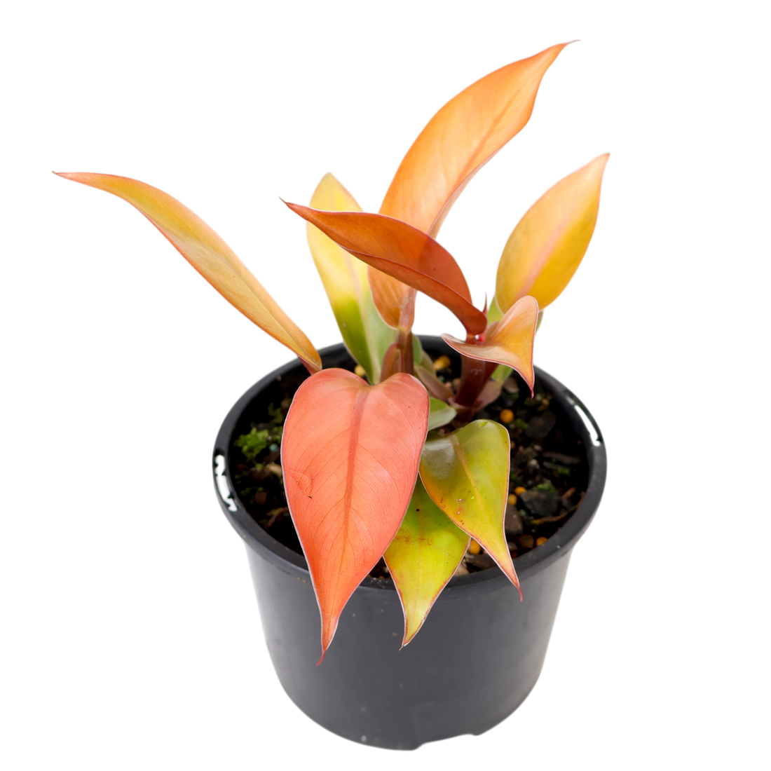 Philodendron Prince Of Orange 120mm