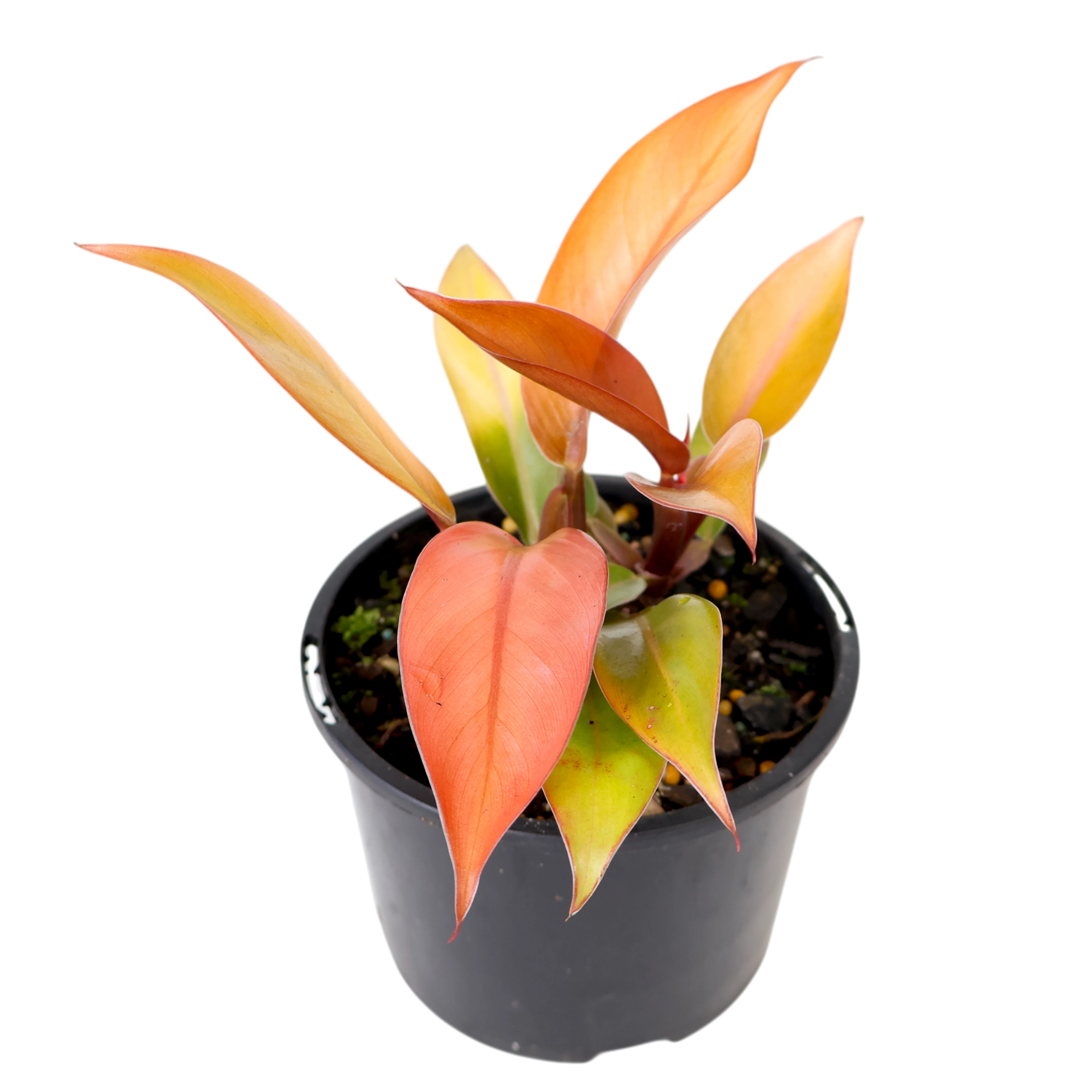 Philodendron Prince Of Orange 120mm