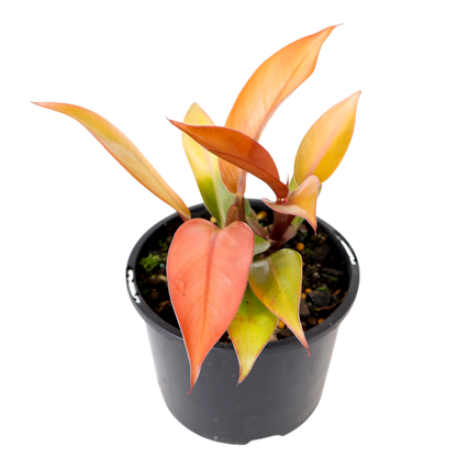 Philodendron Prince Of Orange 120mm