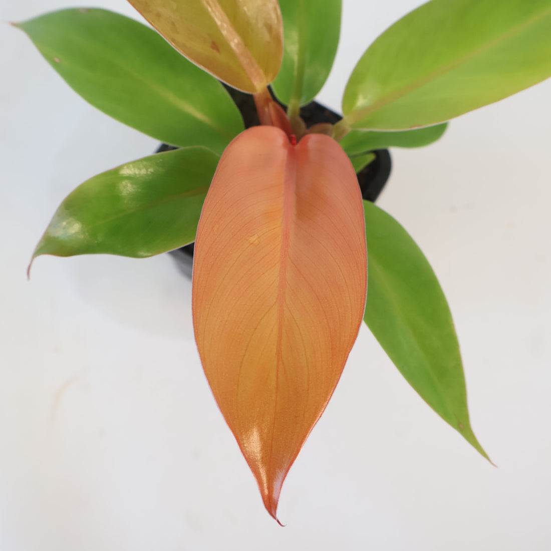 Philodendron Prince of Orange 70mm