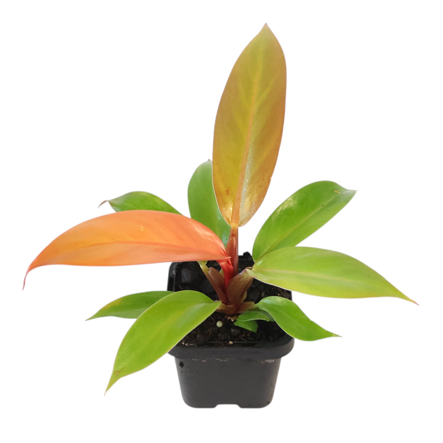Philodendron Prince of Orange 70mm