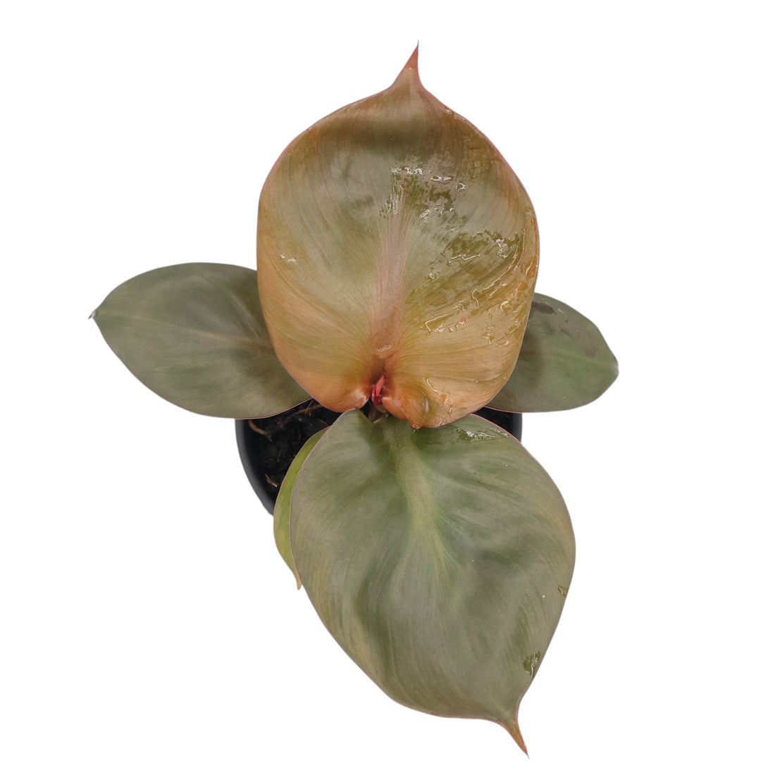 Philodendron Red Heart 130mm