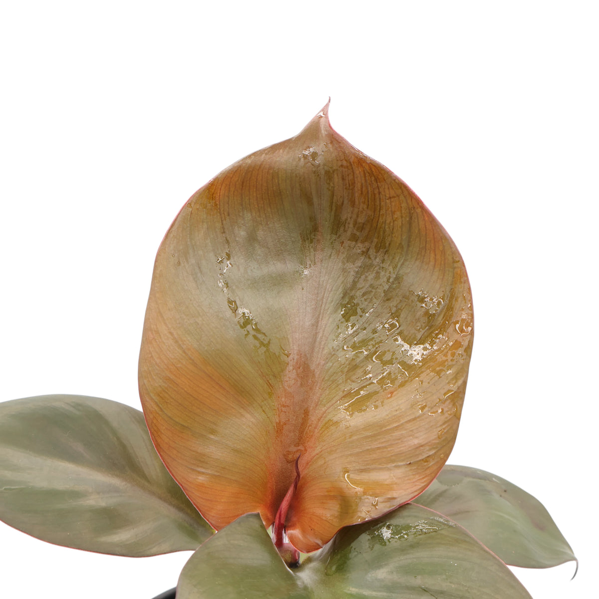 Philodendron Red Heart 130mm