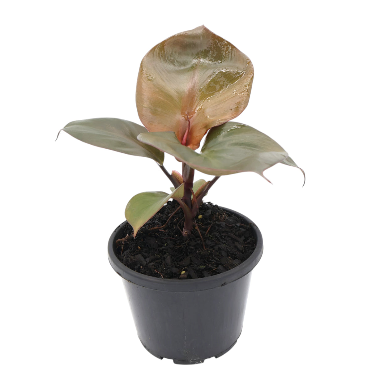Philodendron Red Heart 130mm