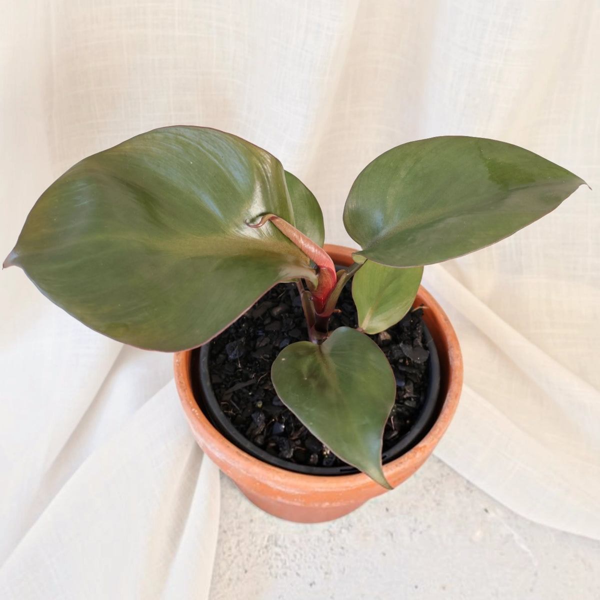 Philodendron Red Heart 130mm