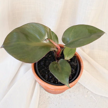 Philodendron Red Heart 130mm