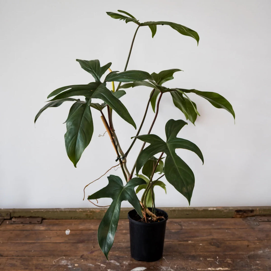 Philodendron Rudolph 125mm