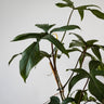 Philodendron Rudolph 125mm