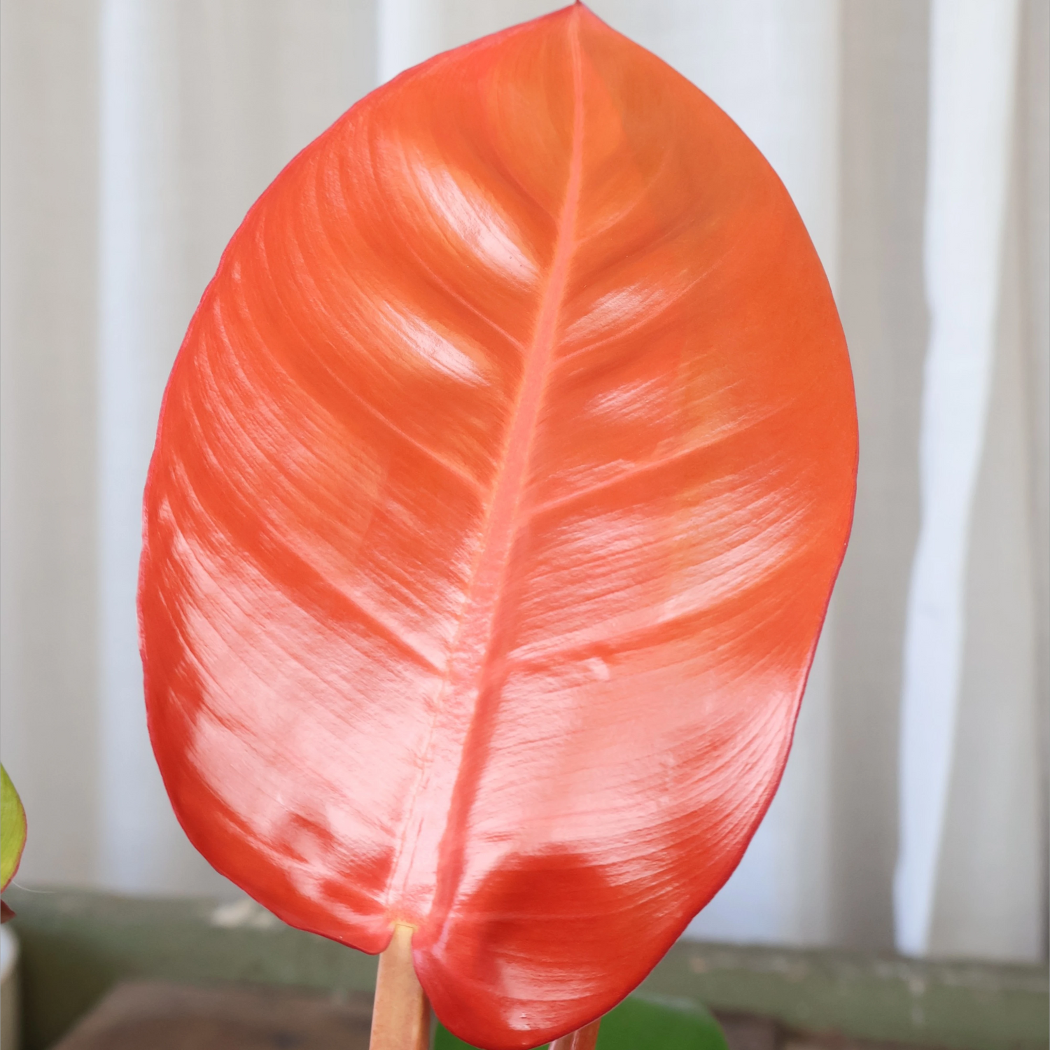 Philodendron Sun Red 125mm
