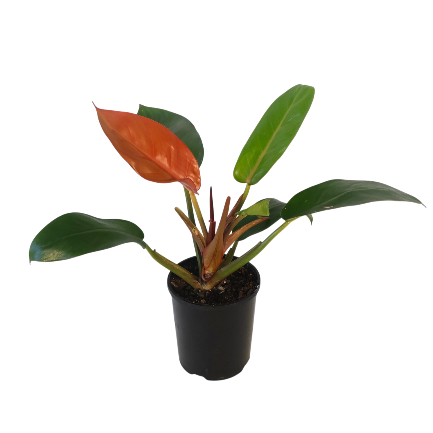 Philodendron Sun Red 130mm